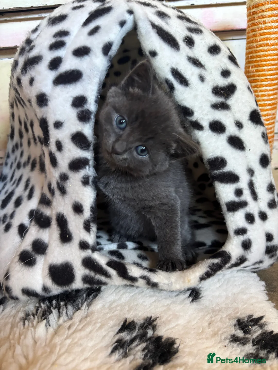 Mixed Breed cats for sale: Adorable Little Bundles of Joy - Advert 1