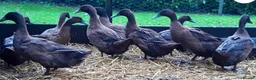Ducks poultry for sale: *RESERVE* LF Appleyard + Campbell ducklings! - Advert 2