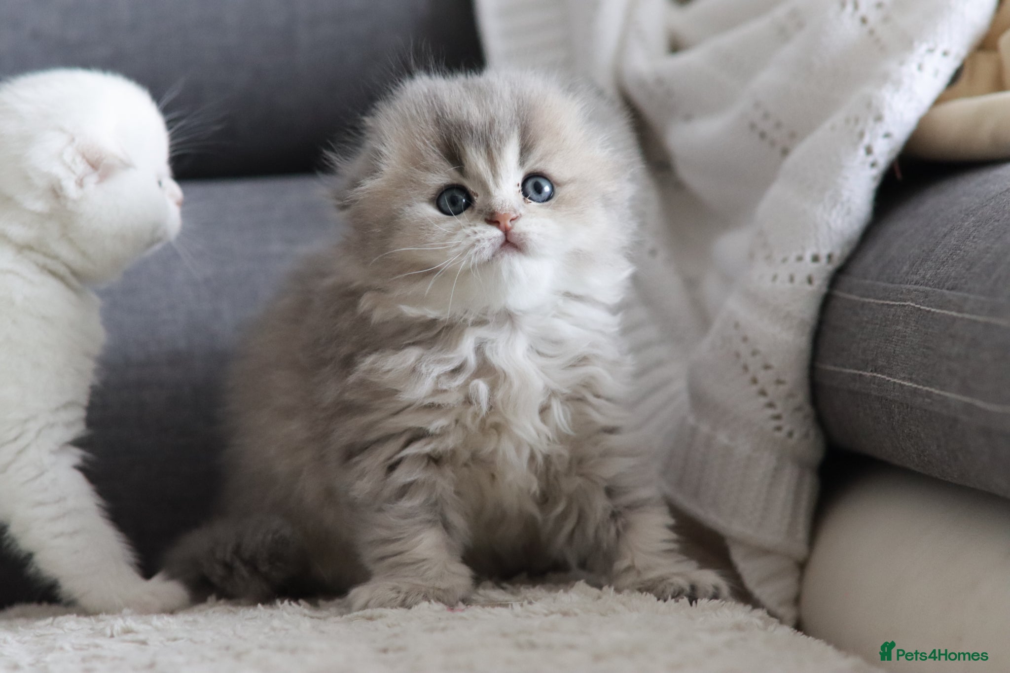Scottish Fold cats Scottish fold  - Advert 11