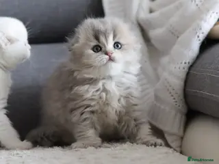 Scottish Fold cats Scottish fold - Advert 16
