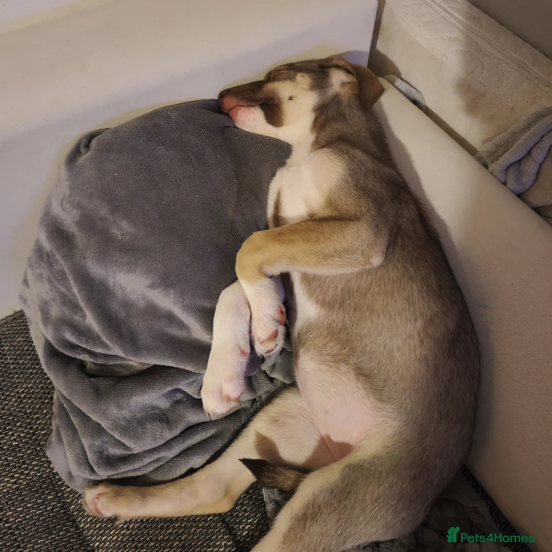 Mixed Breed dogs for sale: Beautiful female husky mix puppy - Advert 5