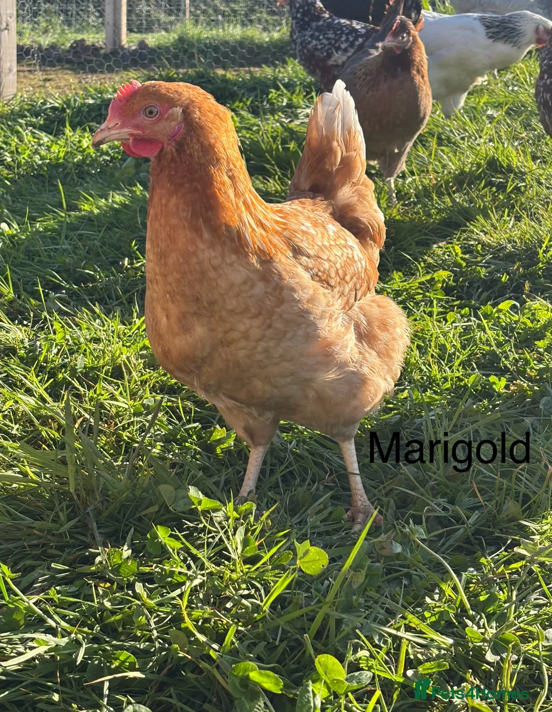 Chickens poultry for sale: Point of Lay Hybrids For Sale! - Advert 2