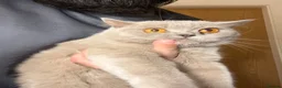 British Shorthair cats for sale: 2 British Blue Girls Looking for Forever homes in Glasgow - Advert 5