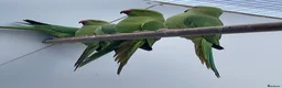 Ringnecks birds for sale: Indian Ringneck  - Advert 4