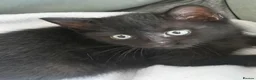 Mixed Breed cats for sale: 4 kittens for sale - see description for prices  - Advert 8
