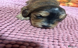 Cockapoo dogs for sale: Cute Cockapoo puppies (licensed breeder)  - Image 8