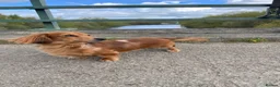 Miniature Dachshund dogs for stud: Miniature Long Haired Dachshund - Advert 3