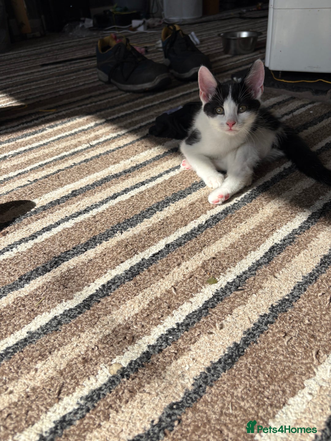 Mixed Breed cats for sale: Gorgeous kittens available  - Image 2