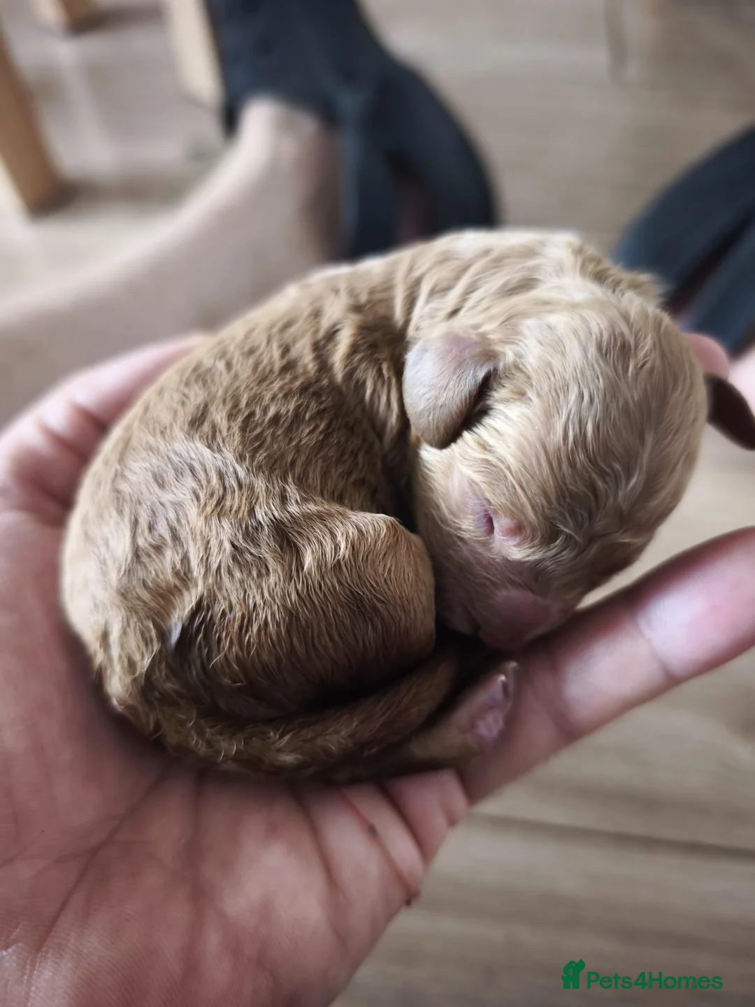 Labradoodle dogs for sale: Toy Labradoodle  in Burntisland - Advert 2