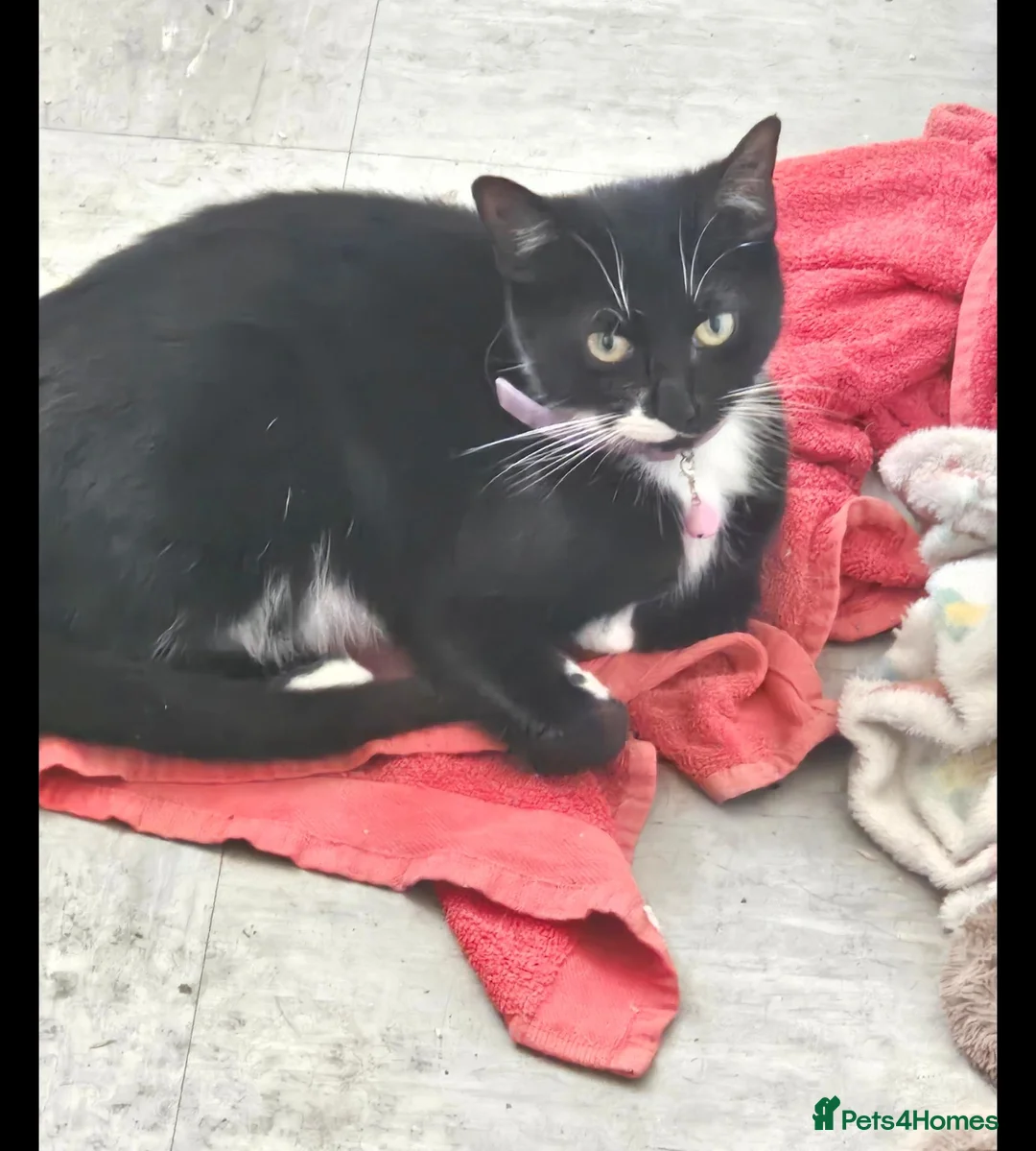 Mixed Breed cats for sale: 3 female kittens - Advert 4