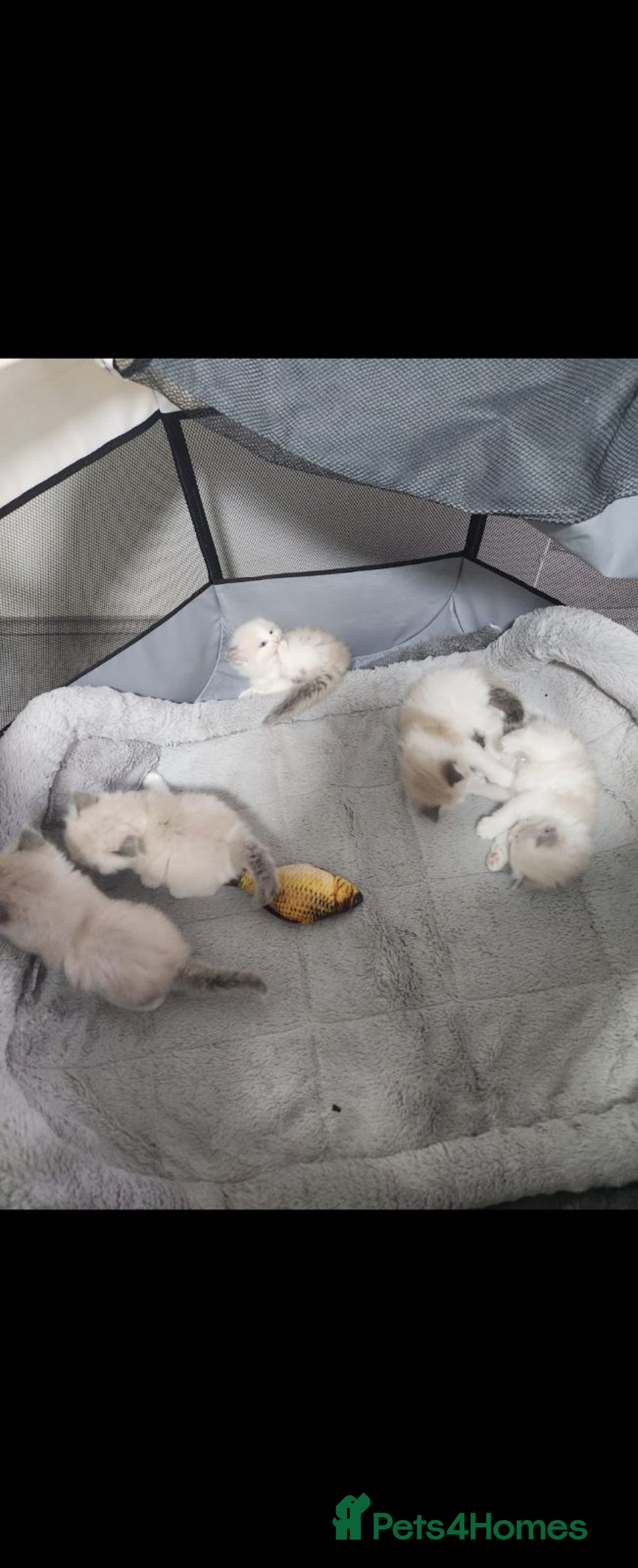 Ragdoll cats for sale: fluffie rag-dolls - Image 7