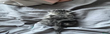 grey kitten 