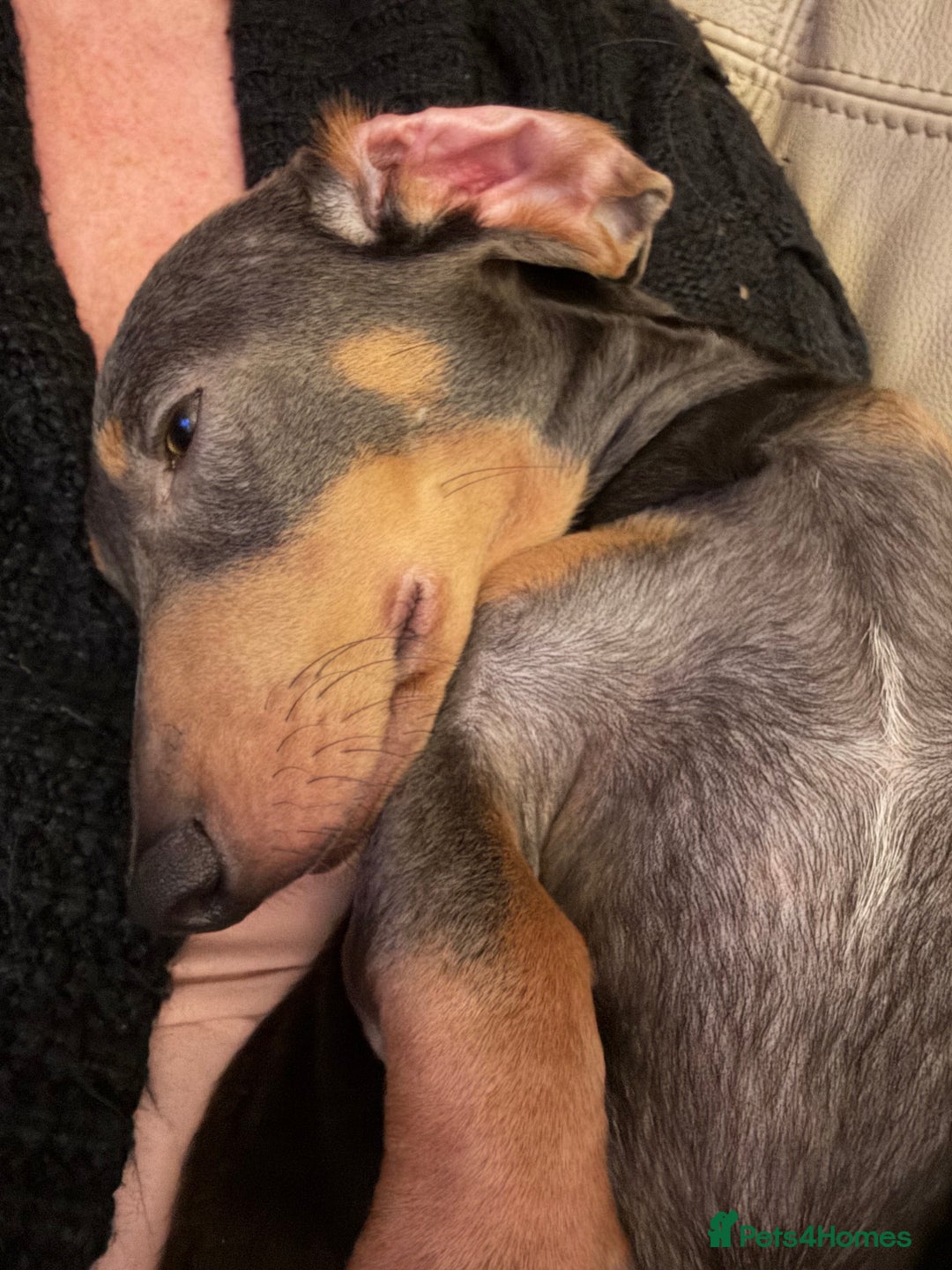 Miniature Dachshund dogs for sale: Blue and tan male miniature dachshund  - Advert 2