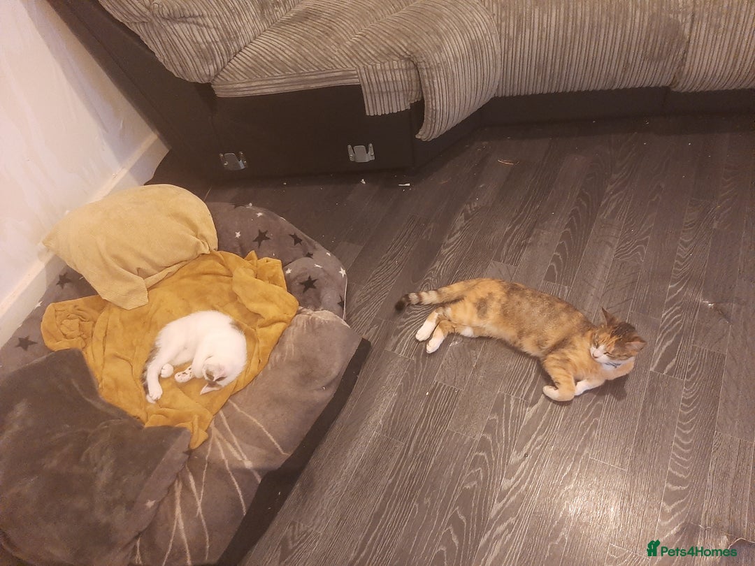 British Shorthair cats for sale: Miss or mr - Image 2
