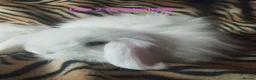 Mini Lop rabbits for sale: Four Beautiful Mini Lops available for deposits 🥰 - Advert 4