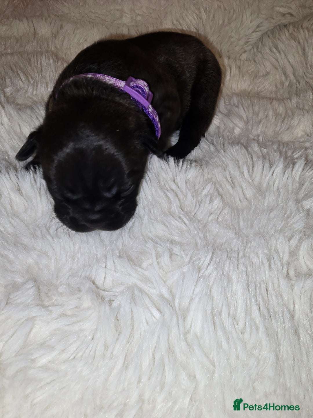 French Bulldog dogs for sale: 2 beautiful female French bulldogs - Advert 7