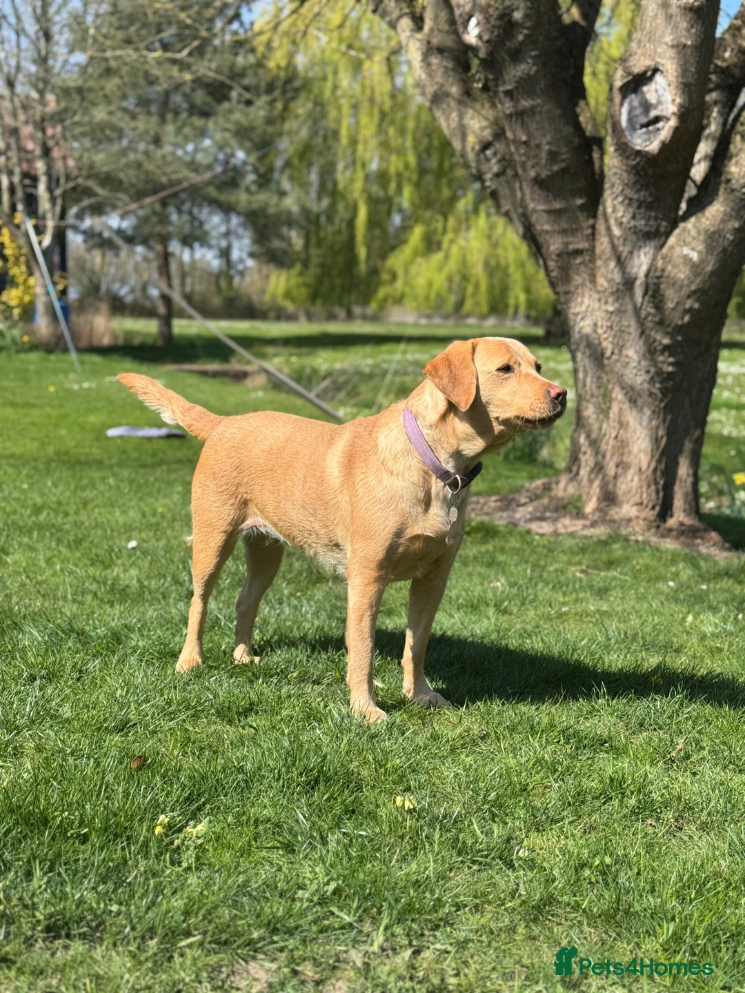 Labrador Retriever dogs for sale: 6 Pedigree Fox Red Labrador Puppies - Image 16
