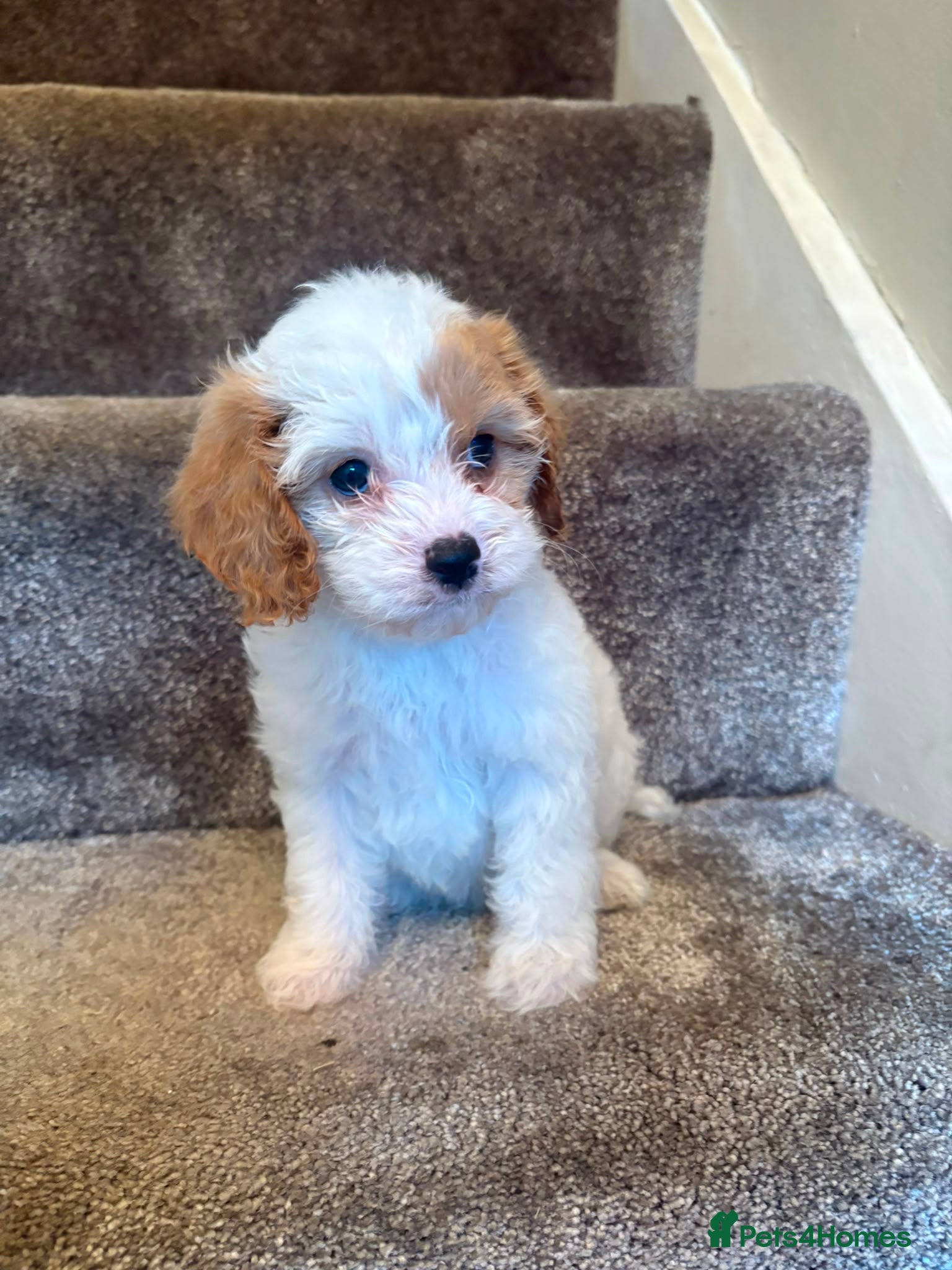 Cavapoo dogs Cavapoo Puppies - Advert 2