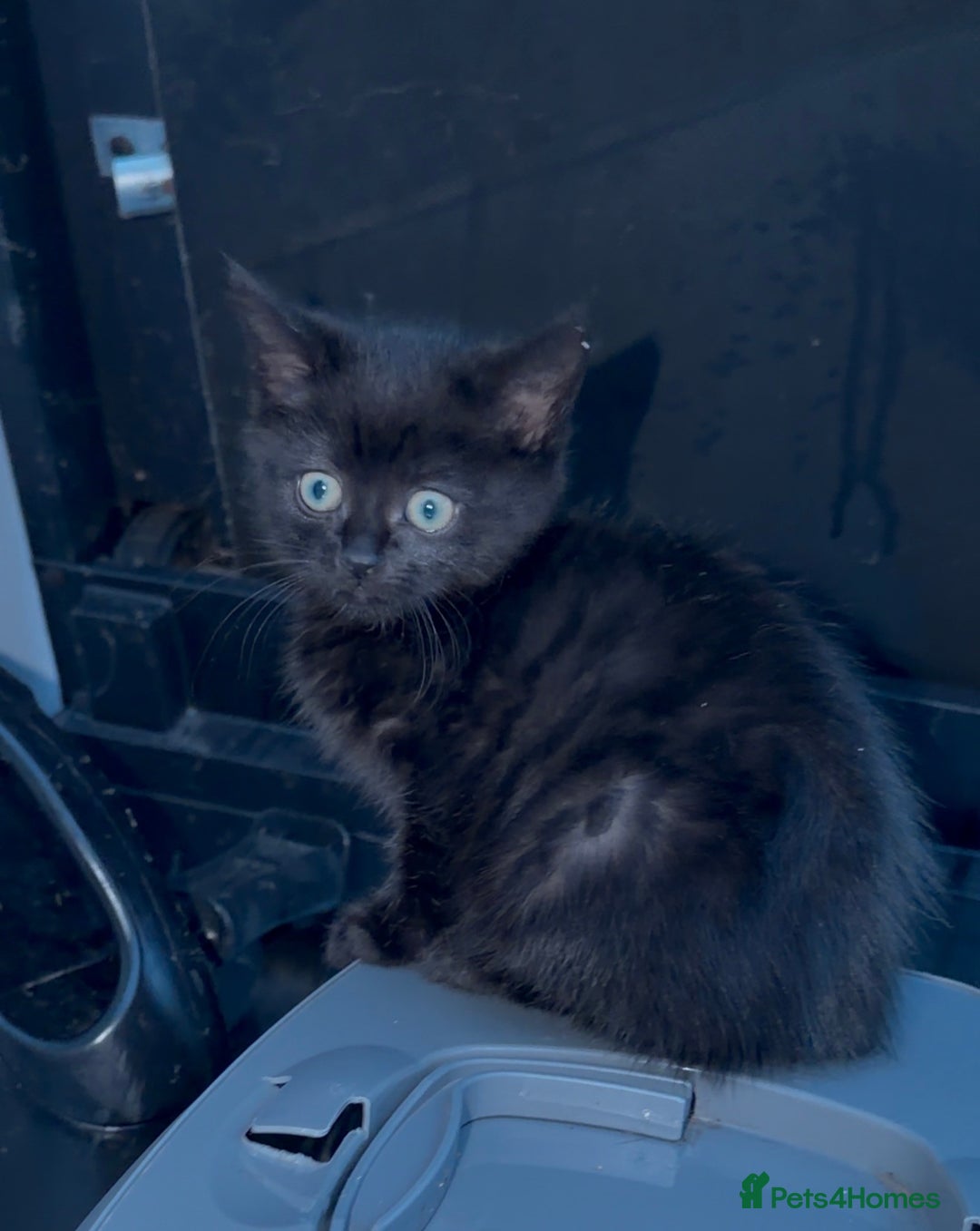 Mixed Breed cats for sale: Beautiful Turkish Angora X Fluffy Tabby Kittens - Advert 3