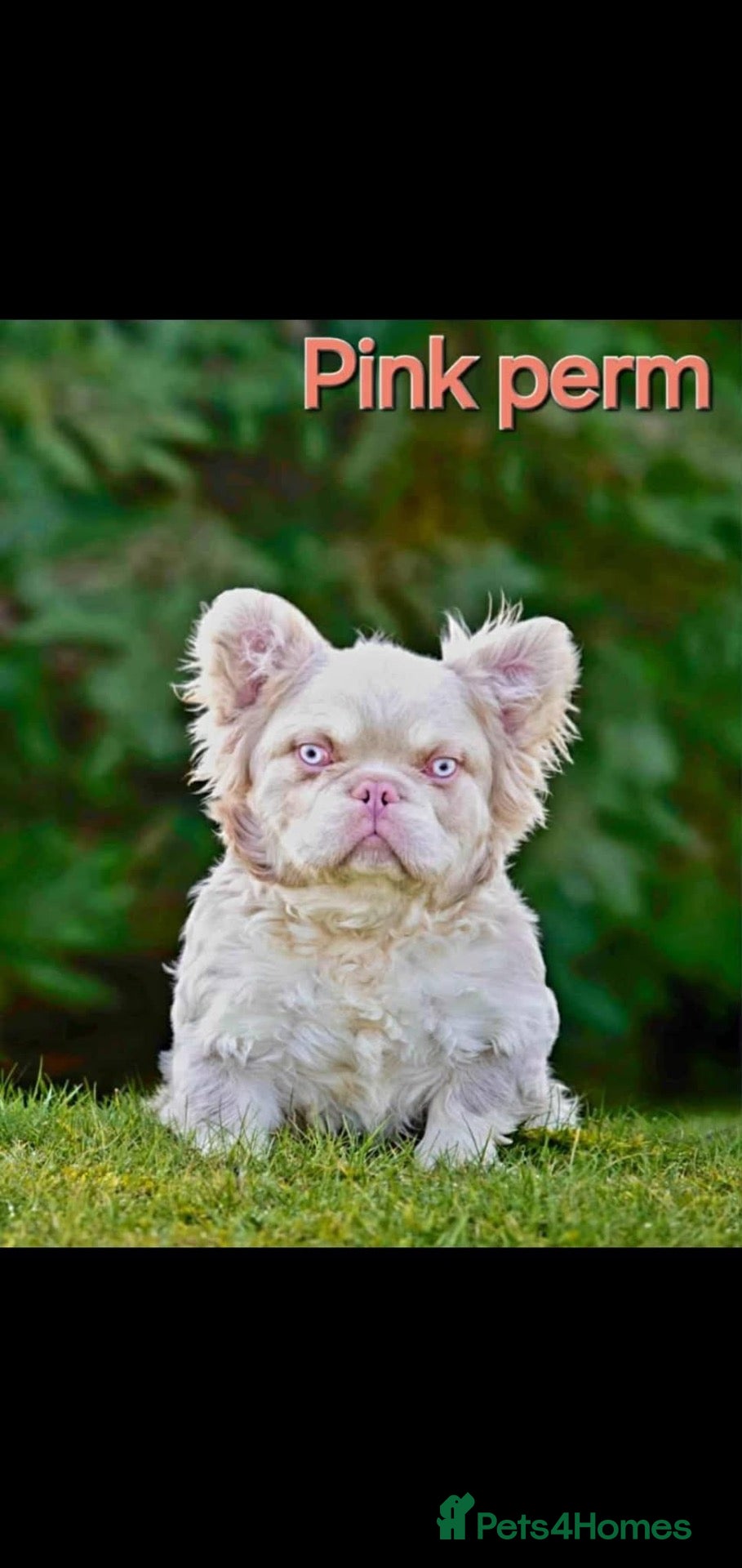 French Bulldog dogs 5 beautiful French bulldog boys - Advert 1