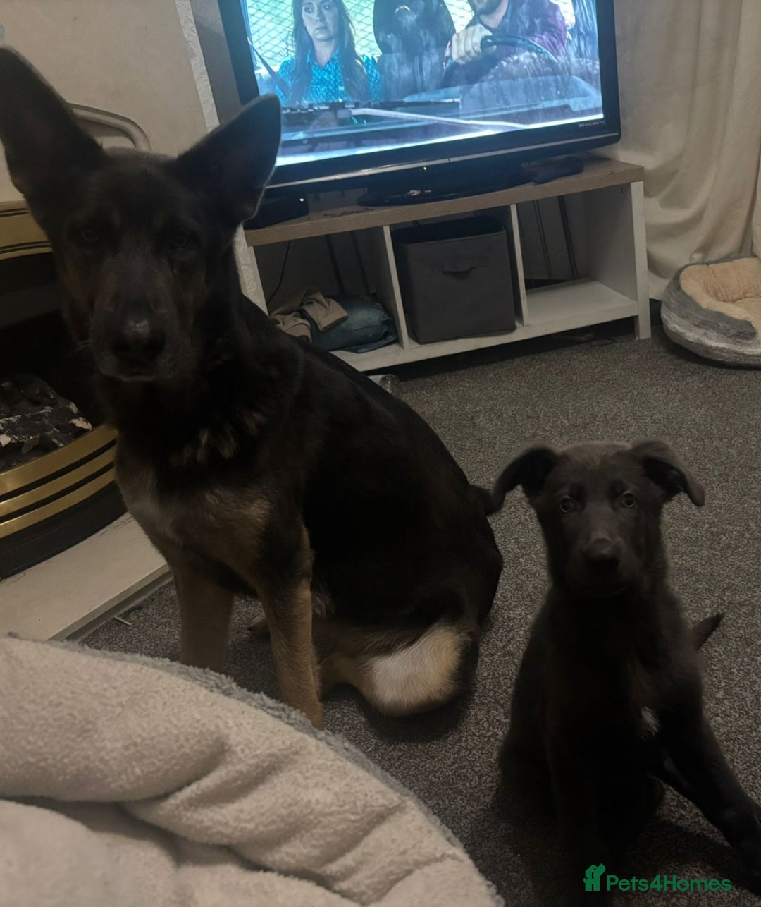 German Shepherd dogs for sale: Blue German shepherd male - Image 7