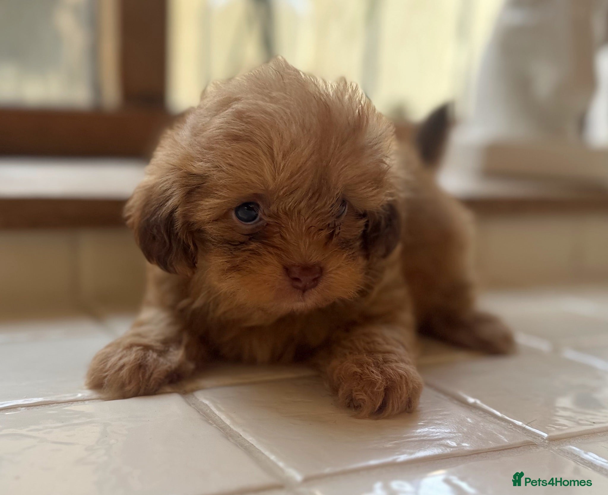 Shihpoo dogs Exceptional litter is Shih Poo Puppy Boys - Advert 1