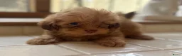 Shihpoo dogs for sale: Exceptional litter is Shih Poo Puppy Boys - Advert 1