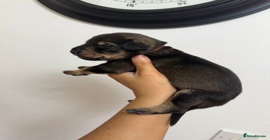 Mixed Breed dogs Weimaraner / German Shepherd puppies - Advert 2