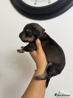 Mixed Breed dogs Weimaraner / German Shepherd puppies - Advert 2