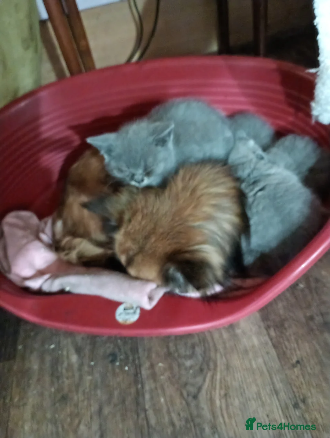 British Shorthair cats for sale: Full British Shorthair kittens - Advert 10