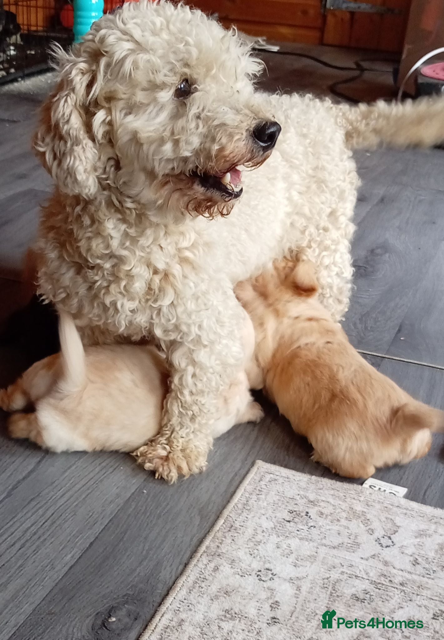 Chipoo dogs 3 beautiful chipoo puppies - Advert 2