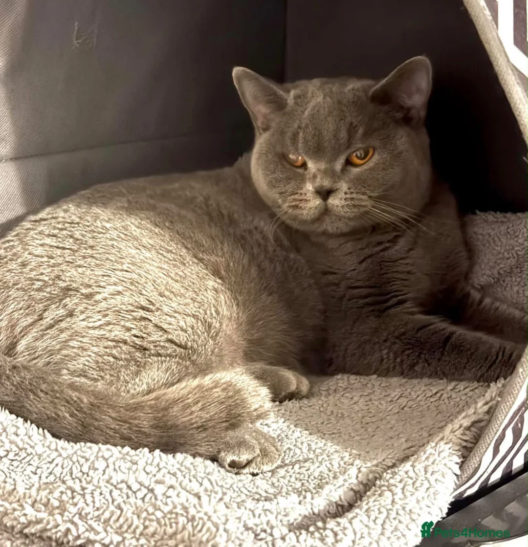 British Shorthair cats for sale: 🐾 Beautiful Blue British Shorthair A – Puds 🐾 - Advert 2