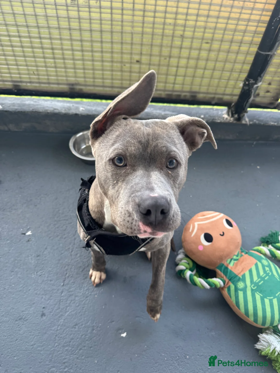 Mixed Breed dogs for sale: Cane Corso pup  - Advert 3