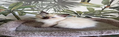 Ragdoll 3