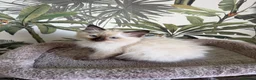 Ragdoll cats for sale: 👑 GCCF SEAL POINT MALE RAGDOLL KITTEN 👑 - Advert 3