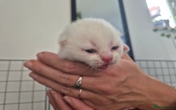 British Shorthair cats for sale: Beautiful Tortoiseshell and White pure BSH - Image 15