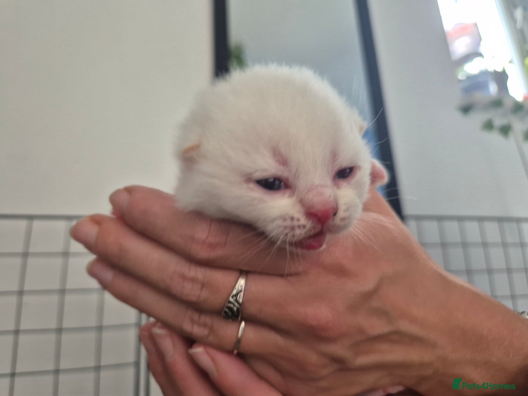 British Shorthair cats for sale: Beautiful Tortoiseshell and White pure BSH - Image 15