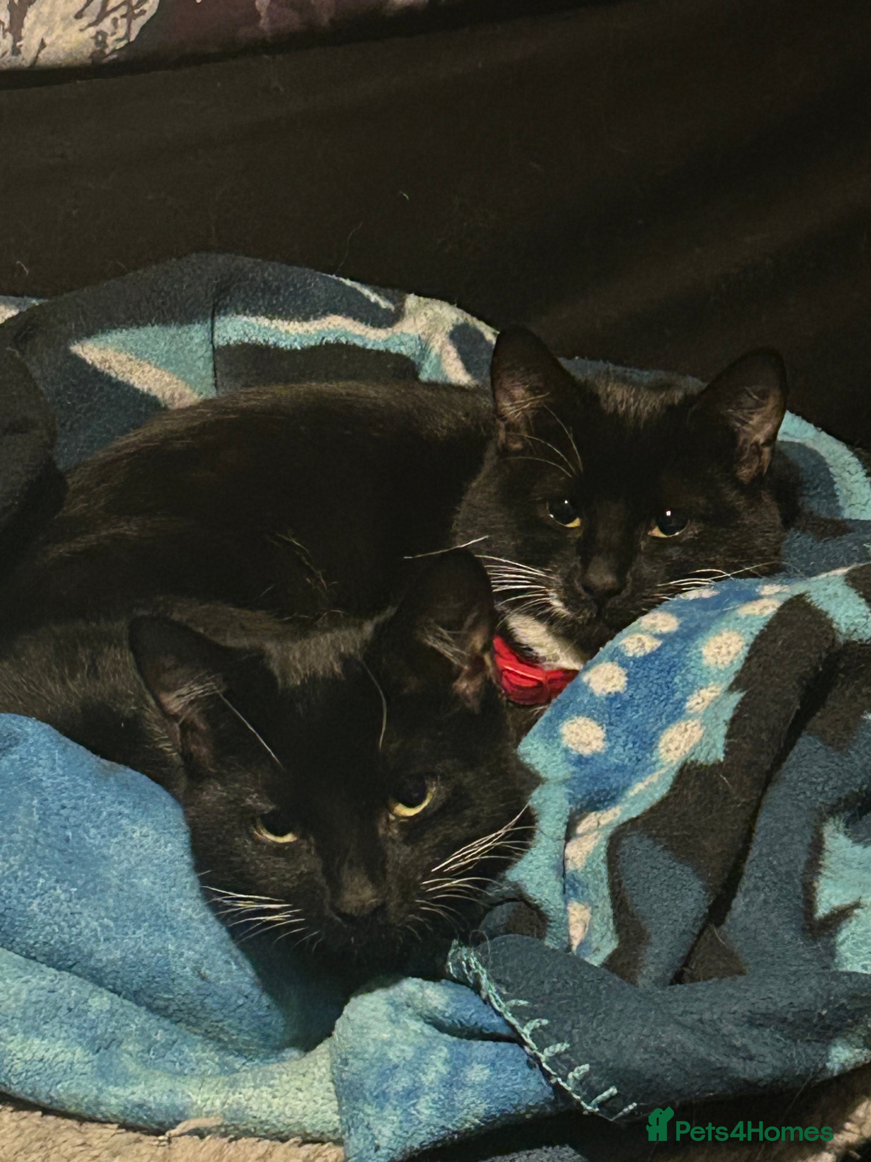 Mixed Breed cats Beautiful Tuxedo Cats (Lilith and Sage) - Advert 1