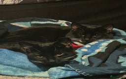 Mixed Breed cats for sale: Beautiful Tuxedo Cats (Lilith and Sage) - Advert 1