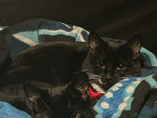 Mixed Breed cats Beautiful Tuxedo Cats (Lilith and Sage) - Advert 1