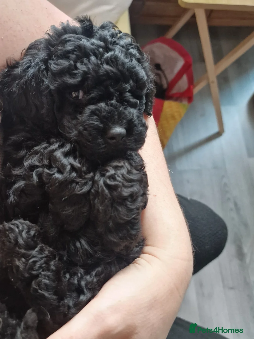 Poochon dogs for sale: F1b Toy Poochon pups - Advert 2