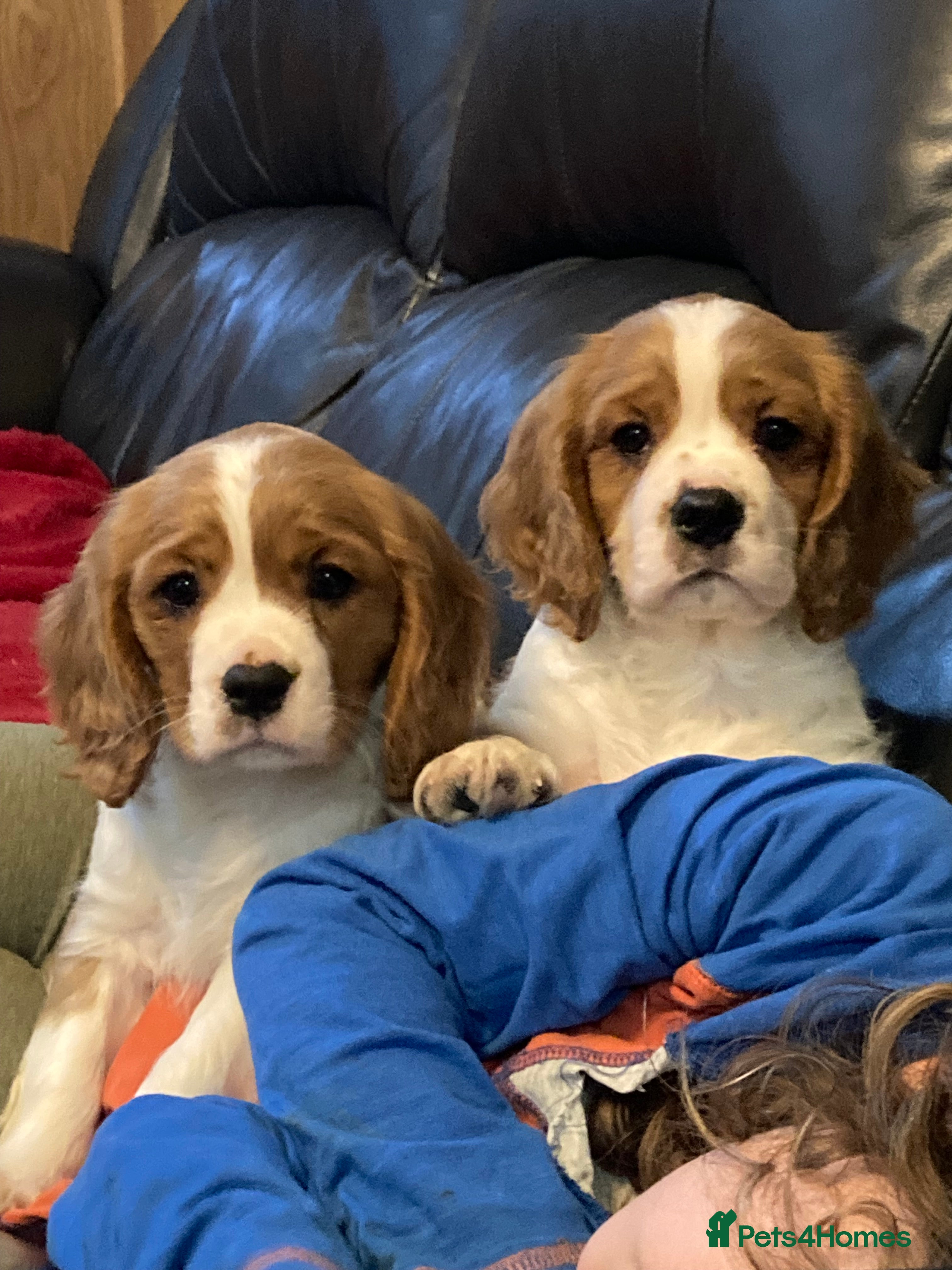 Cavalier King Charles Spaniel dogs Gorgeous cavalier puppies - Advert 1