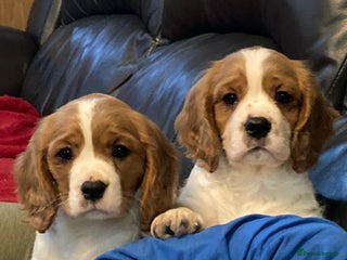 Cavalier King Charles Spaniel dogs Gorgeous cavalier puppies - Advert 1