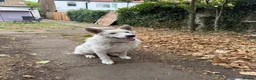 German Shepherd dogs for sale: White German Shepherd  - Advert 2