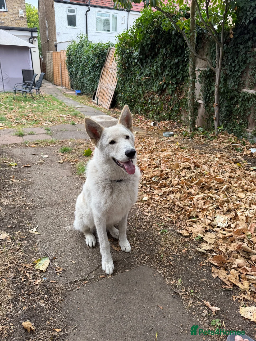 German Shepherd dogs for sale: White German Shepherd  - Advert 2