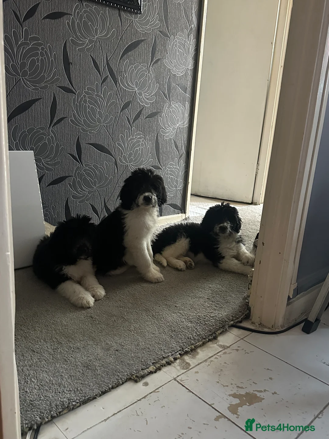 Mixed Breed dogs for sale:  bernedoodles - Advert 2