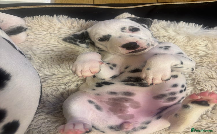 Dalmatian dogs - Advert 2
