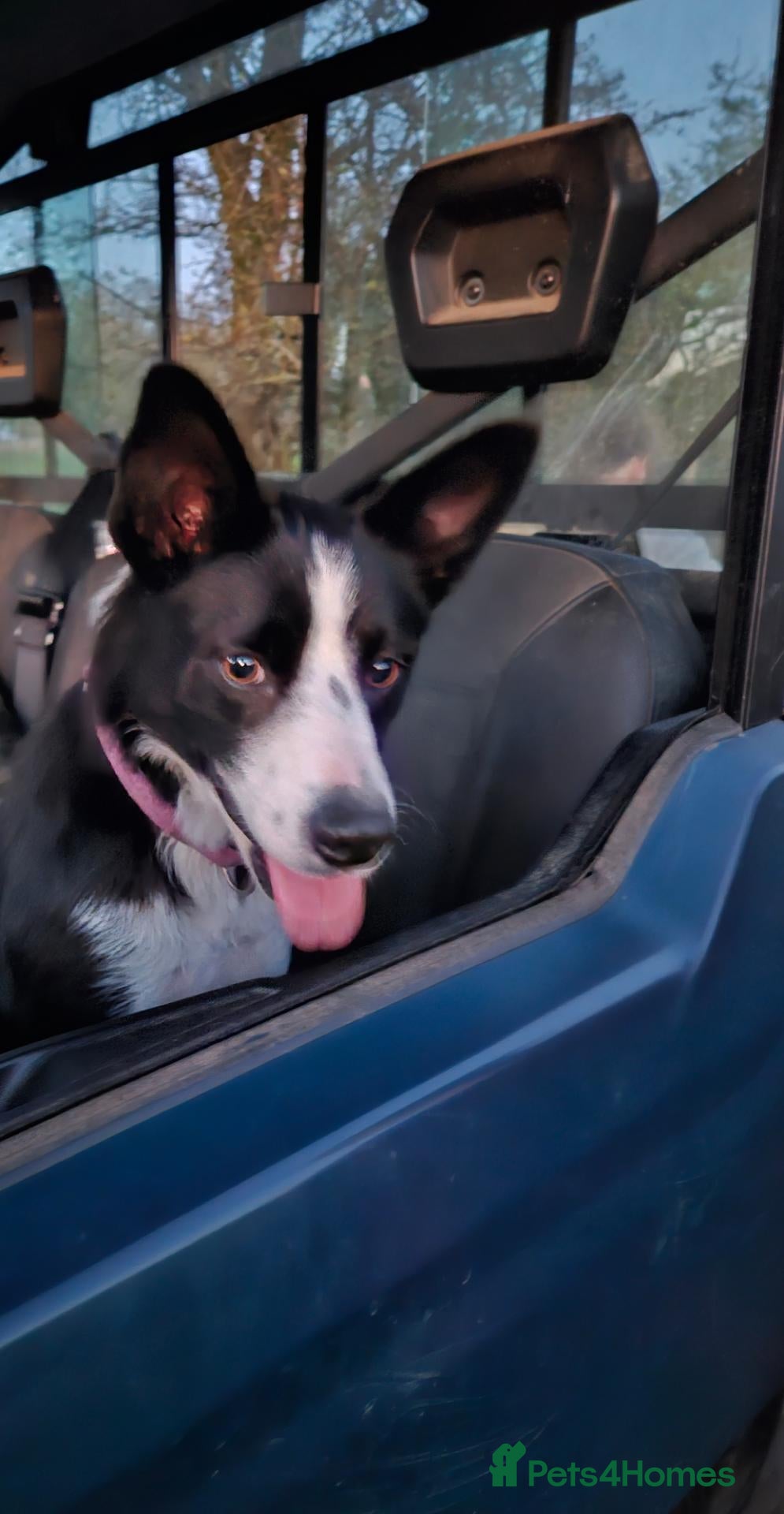 Border Collie dogs Beautiful Border Collie Puppies - Advert 1
