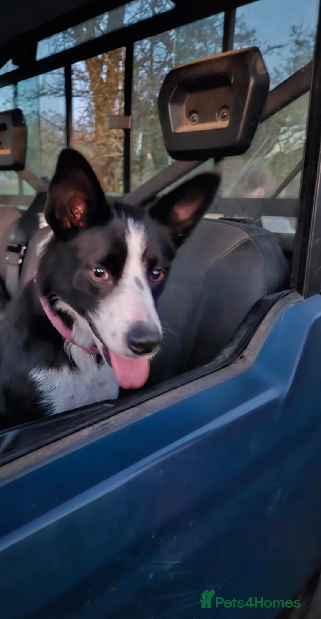Border Collie dogs for sale: Beautiful Border Collie Puppies - Advert 1
