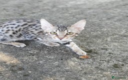 Savannah cats for sale: Fabulous F5 SBT Savannah Kittens! REDUCED! - Image 5